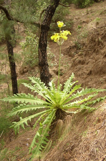 Sonchus acaulis