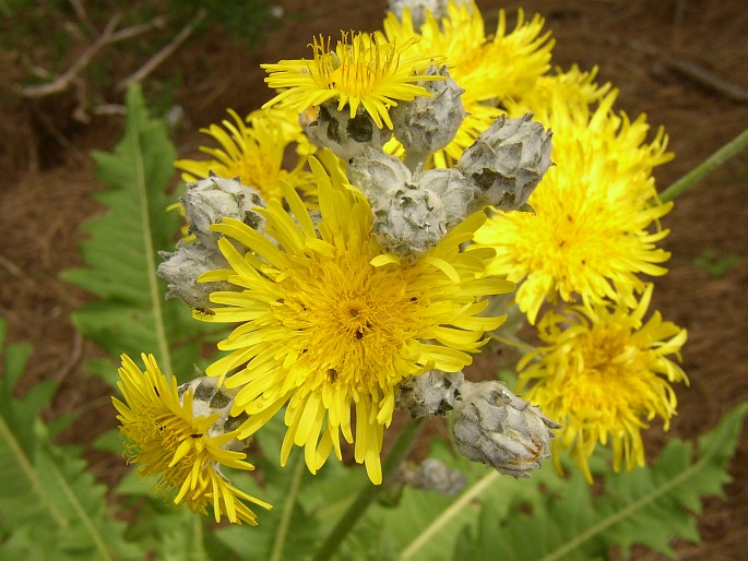 SONCHUS ACAULIS Dum. Cours – mléč / mlieč