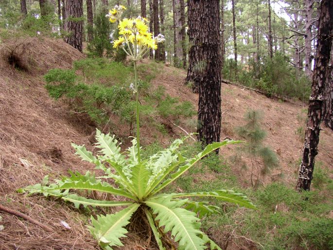 Sonchus acaulis