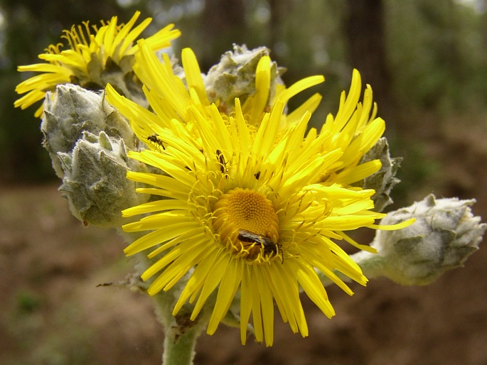 Sonchus acaulis