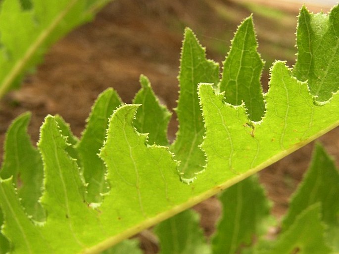 Sonchus acaulis