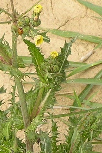 Sonchus asper