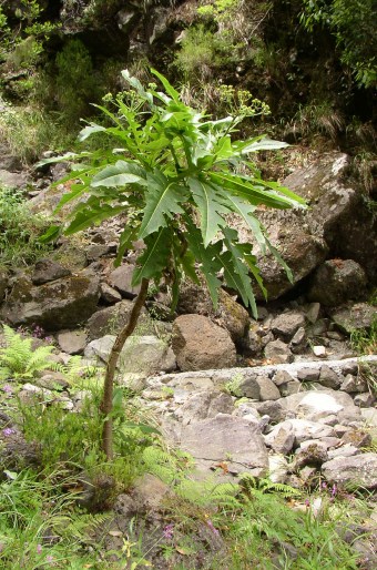 Sonchus fruticosus