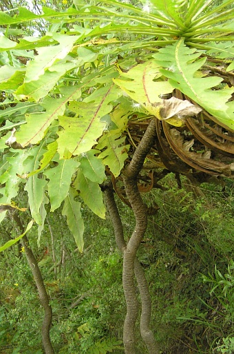 Sonchus fruticosus