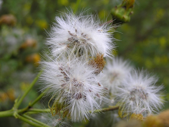 Sonchus fruticosus