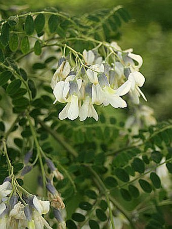 Sophora davidii