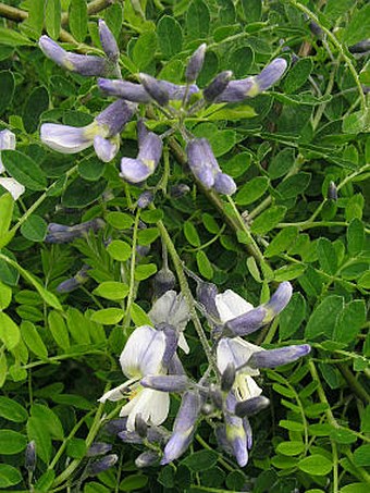 Sophora davidii