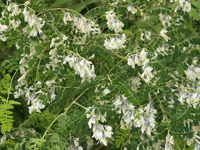 Sophora davidii