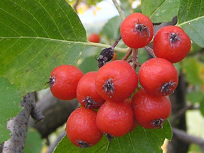 Sorbus albensis