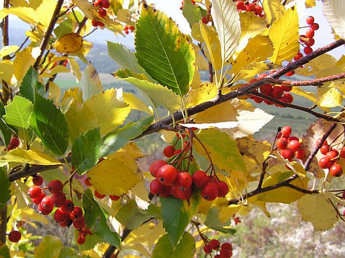 Sorbus albensis