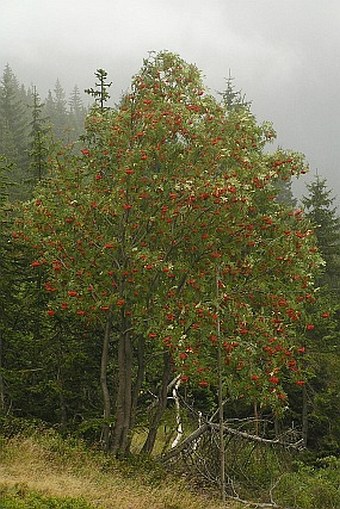 Sorbus aucuparia