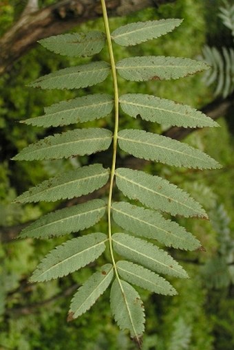 Sorbus aucuparia