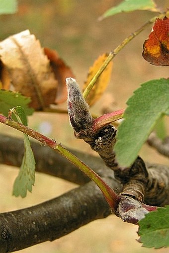 Sorbus aucuparia