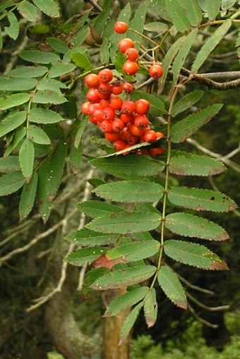 Sorbus aucuparia