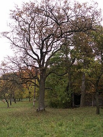 Sorbus domestica