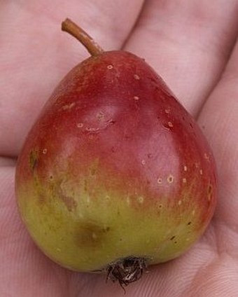 Sorbus domestica