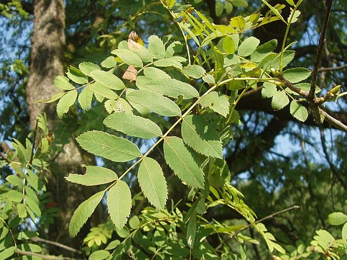 SORBUS DOMESTICA L. – jeřáb oskeruše / jarabina oskorušová