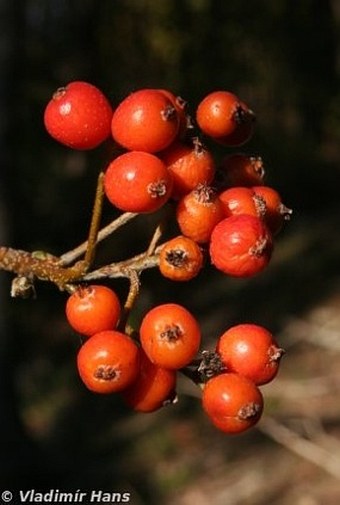 Sorbus gemella