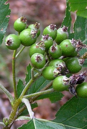 Sorbus gemella