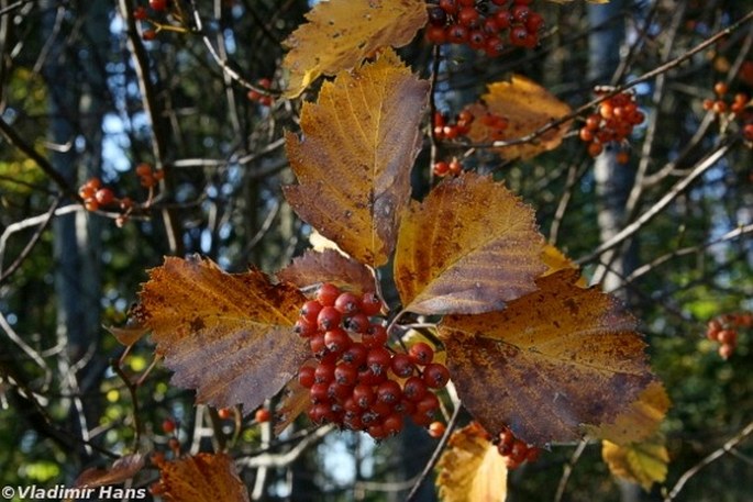 Sorbus gemella