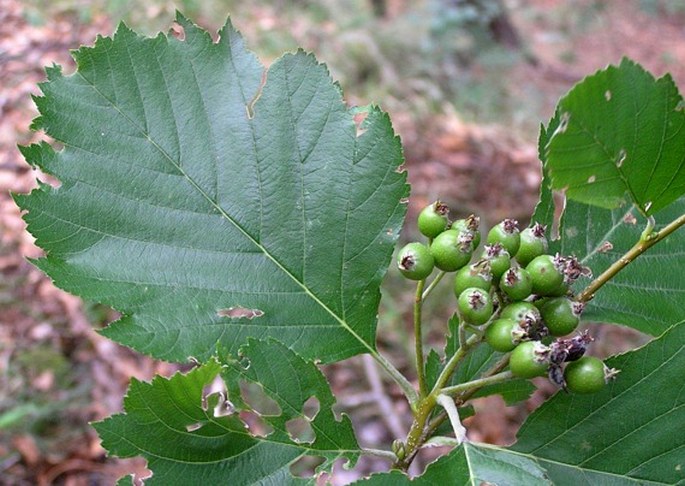 Sorbus gemella