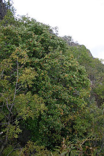 Sorbus milensis