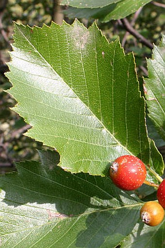 Sorbus milensis