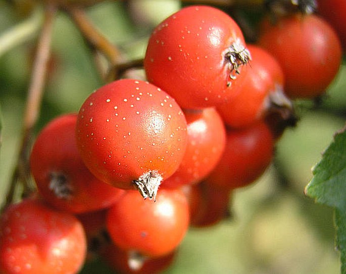 Sorbus milensis