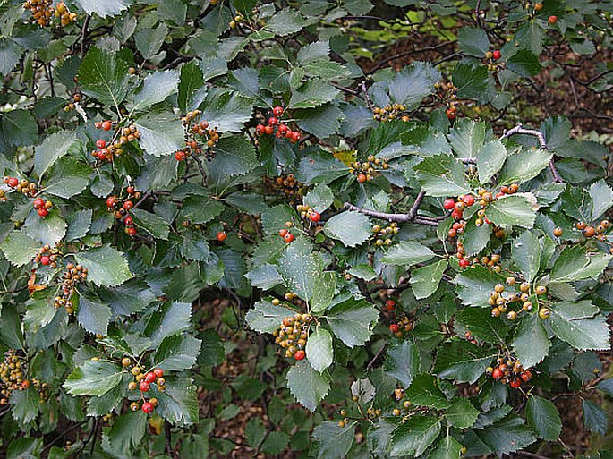 Sorbus milensis