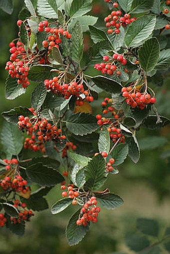 Sorbus mougeotii