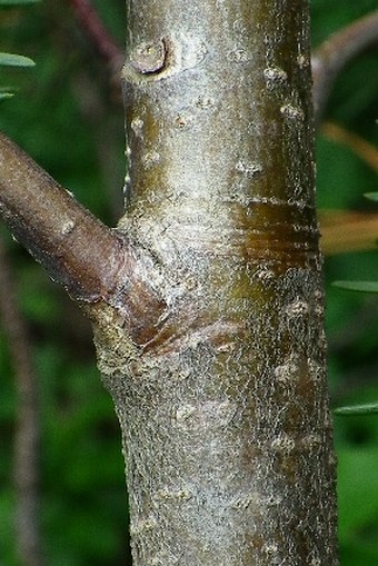 Sorbus sudetica