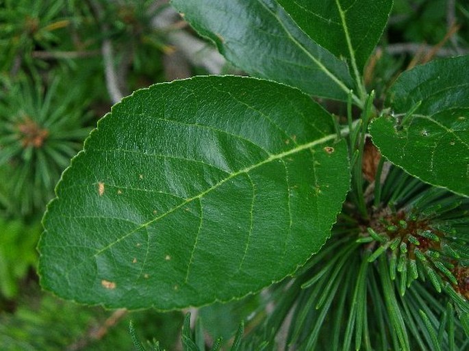 Sorbus sudetica