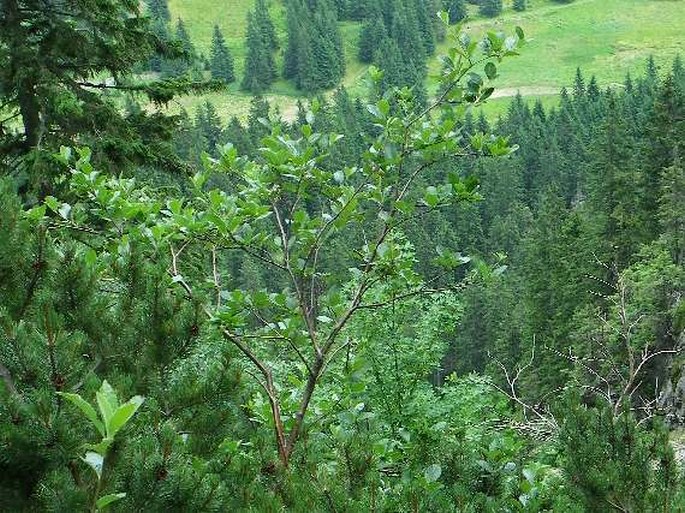 Sorbus sudetica