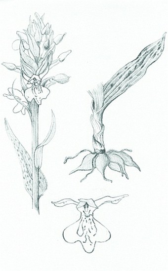 Soutěž O nejlepší botanickou ilustraci - Monika Neumanová
