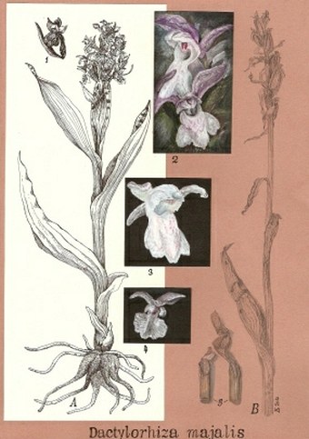Soutěž O nejlepší botanickou ilustraci - Leoš Huml