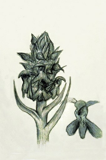 Soutěž O nejlepší botanickou ilustraci - Zuzana Sekerková