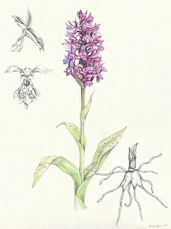 Soutěž O nejlepší botanickou ilustraci - Zuzka Letovská
