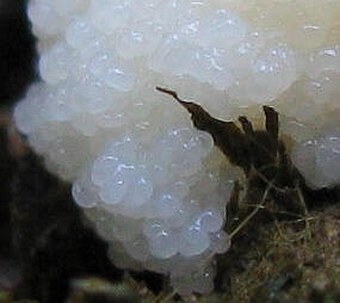 Reticularia lycoperdon