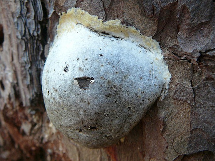 Reticularia lycoperdon