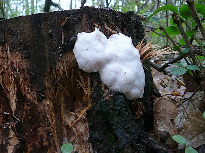 Reticularia lycoperdon