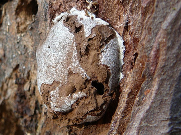 Reticularia lycoperdon