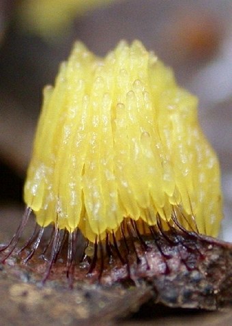 The slime mold Stemonitis fusca