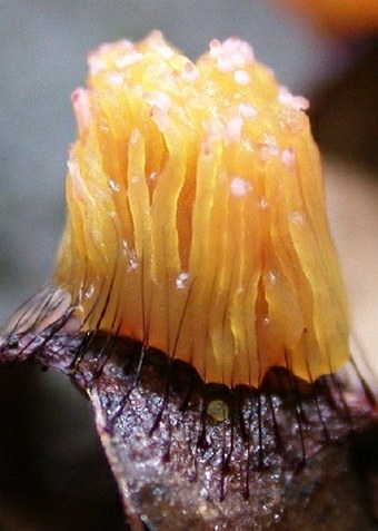 The slime mold Stemonitis fusca