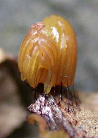 The slime mold Stemonitis fusca