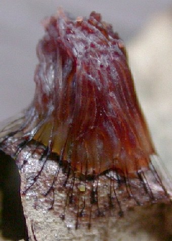 The slime mold Stemonitis fusca