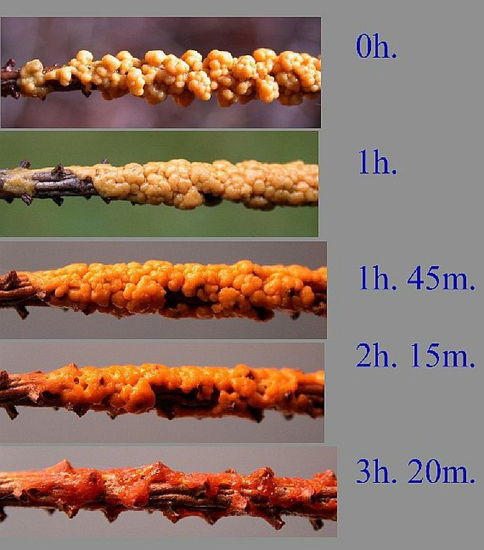 The slime mold Fuligo and its transformation in time