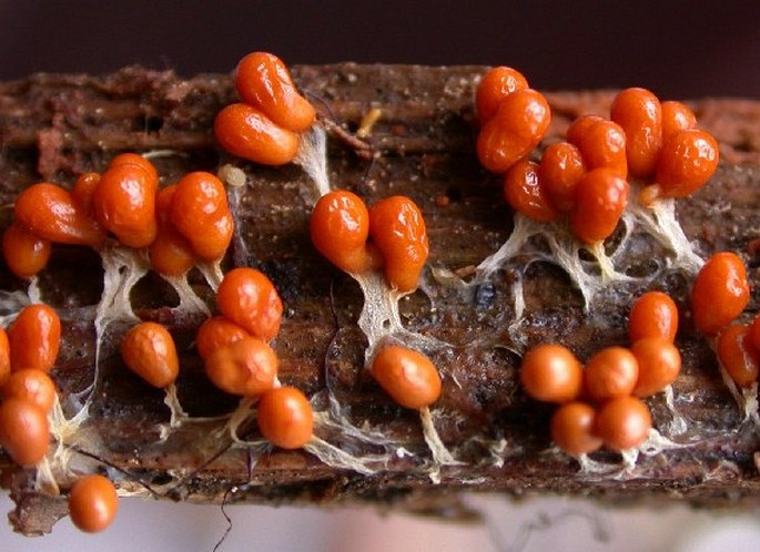 The slime mold Leocarpus fragilis