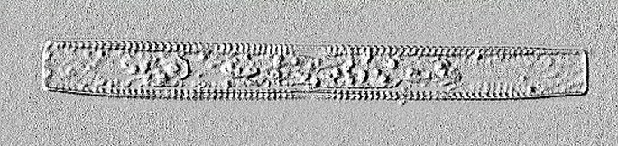 Different individuals of the diatoms species