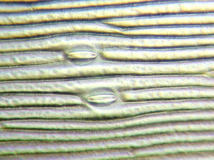 Mikroreliéfy buněk povrchů listů