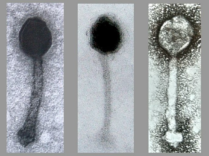 Bacteriophages